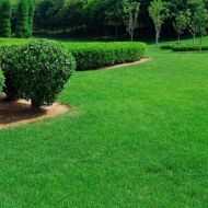 Трава газонная Лилипут