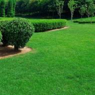 Трава газонная Лилипут