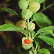 Индийский женьшень за 10 сем.