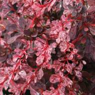 Саджанець Барбарис Тунберга Розі Глоу в контейнері