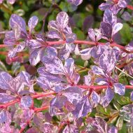 Саженец барбариса Тунберга Рози Глоу в контейнере