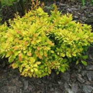 Саженец барбариса Голден Дрим в контейнере