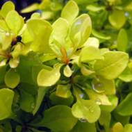 Саженец барбариса Сенсейшн в контейнере