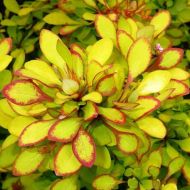 Саджанець Барбарис Тунберга Марія в контейнері