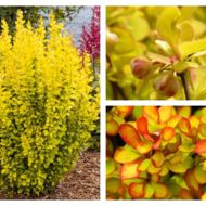 Саджанець Барбарис Тунберга Марія в контейнері