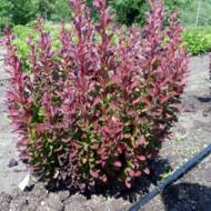 Саджанець Барбарис Ред Пілар в контейнері