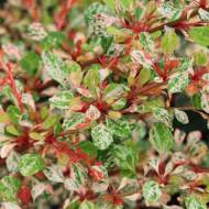 Саджанець Барбарис Тунберга Сільвер Б'юті в контейнері