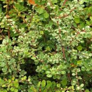 Саженец барбариса Тунберга Сильвер Бьюти в контейнере