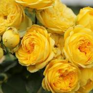 Троянда чайно-гібридна Каталіна в контейнері