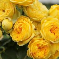 Троянда чайно-гібридна Каталіна в контейнері