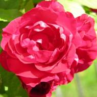 Роза плетистая Фламентанз в контейнере