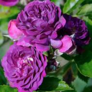 Троянда плетиста Кардинал де Рішельє в контейнері