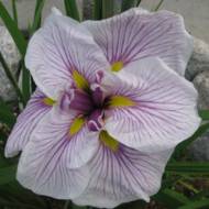 Ірис японський Greywoods Catrina