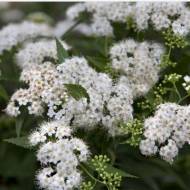 Саджанець Лаванда Альба