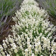 Саджанець Лаванда Альба