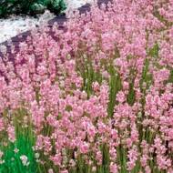 Саджанець Лаванда Розеа в контейнері