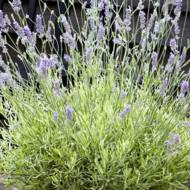 Саджанець Лаванда Платінум Блонд в контейнері