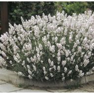 Саженец лаванды Альба в контейнере