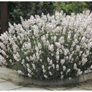 Саженец лаванды Альба в контейнере