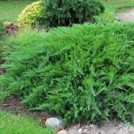 Саджанець Ялівець козацький Рокері Джем в контейнері