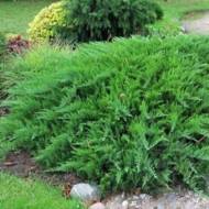 Саженец можжевельника казацкого Рокери Джем в контейнере