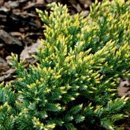 Саджанець Ялівець лускатий Дрім Джой в контейнері