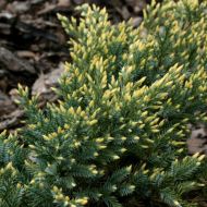 Саженец можжевельника чешуйчатого Дрим Джой в контейнере