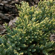 Саженец можжевельника чешуйчатого Дрим Джой в контейнере