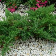 Саджанець Ялівець горизонтальний Андора Компакт в контейнері