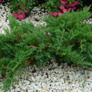 Саженец можжевельника горизонтального Андорра Компакт в контейнере