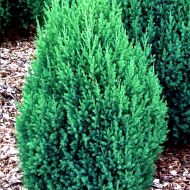 Саджанець Ялівець китайський Стрікта в контейнері