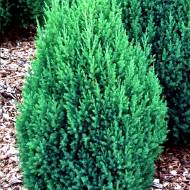 Саджанець Ялівець китайський Стрікта в контейнері