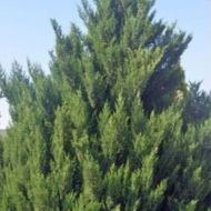 Саджанець Ялівець китайський Стрікта в контейнері