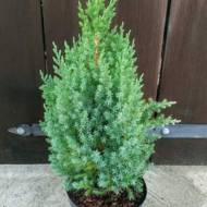 Саженец можжевельника китайского Стрикта в контейнере