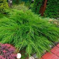 Саджанець Ялівець середній Мінт Джулеп в контейнері