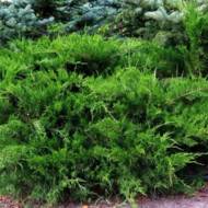 Саженец можжевельника среднего Минт Джулеп в контейнере