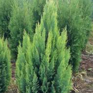 Саджанець Кипарисовик Лавсона Алуміголд в контейнері