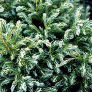 Саджанець Кипарисовик Boulevard в контейнері