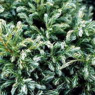 Саджанець Кипарисовик Boulevard в контейнері