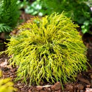 Саджанець Кипарисовик горохоплідний Filifera Aurea в контейнері