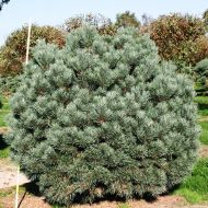 Саджанець Сосна Ватерері (щеплена) в контейнері