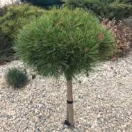 Саджанець Сосна чорна Брепо (щеплена) в контейнері