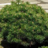 Саджанець Сосна чорна Брепо (щеплена) в контейнері