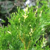 Саджанець Туя Смарагд Варієгата в контейнері