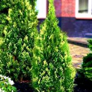 Саджанець Туя Смарагд Варієгата в контейнері