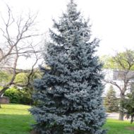 Саджанець Ялина колюча Костер (щеплена) в контейнері