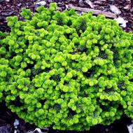 Саджанець Ялиця Бальзамічна нана в контейнері