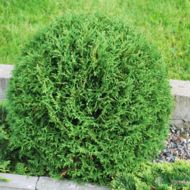 Саженец западной туи Тини Тим в контейнере