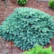 Саженец ели Вальбрун в контейнере