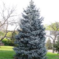 Саженец ели колючей Костер (привитой) в контейнере